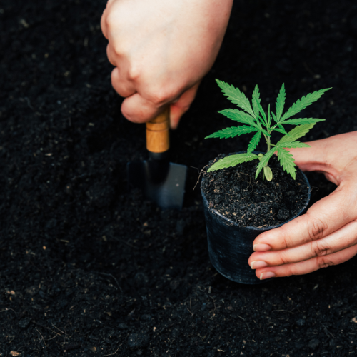 Die besten Tipps für Anfänger im Cannabis-Anbau